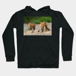 Fox Family - Algonquin Park, Canada Hoodie